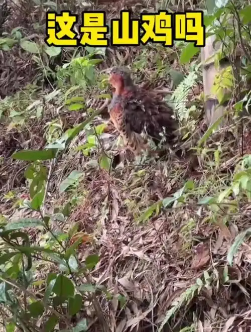 有谁知道这是什么动物吗,小时候在农村每天都能听到这声音