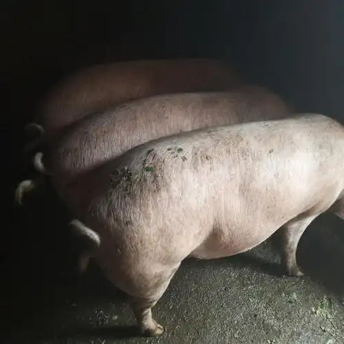 云南省昭通市巧家县大白猪 300斤以上