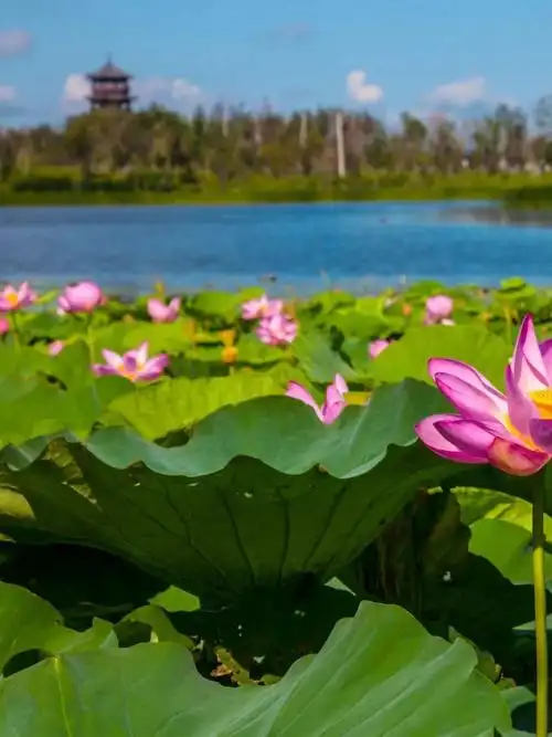 玻璃栈道,天空之城各种主题打卡地让市民游客在诗意满满的园区收获