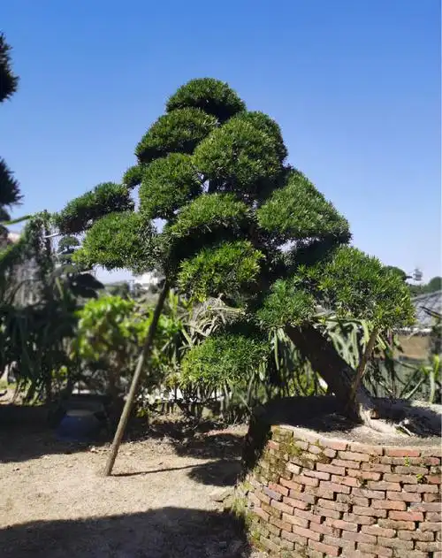 日本罗汉松高度:3米 冠幅:4米 地径:30cm - 景观庭院名贵树