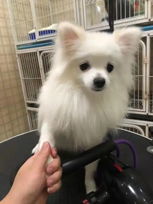 拥有双眼皮的小宝贝银狐博美串