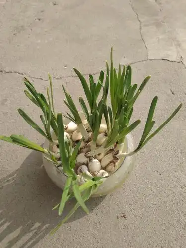 又过了一个星期,水仙花又长高了几公分,变得更加绿了.