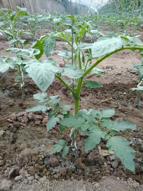 汇丰绿钻:西红柿应用表现突出