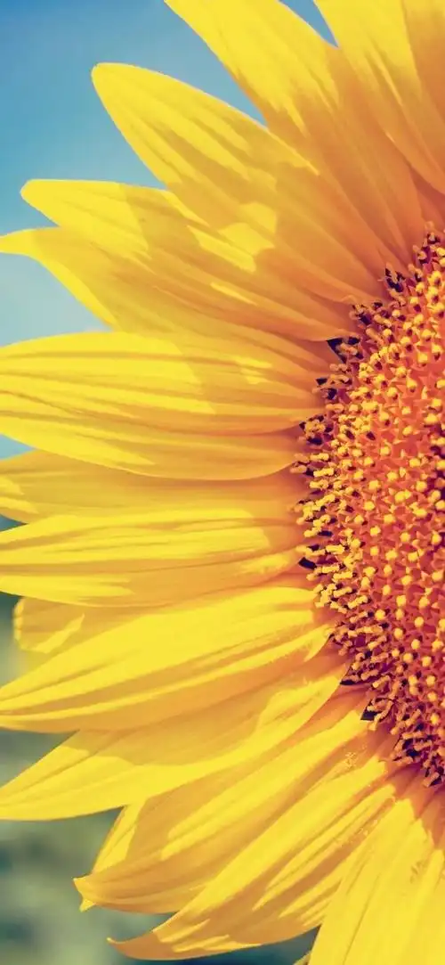 背景 壁纸 风景 花 天空 桌面 640_1386 竖版 竖屏 手机