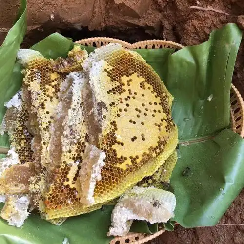 云南野生蜂蜜缅甸百花蜜高山蜜树洞蜜土洞蜜500g包邮