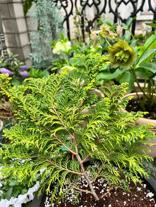 讲真松柏科也真不错