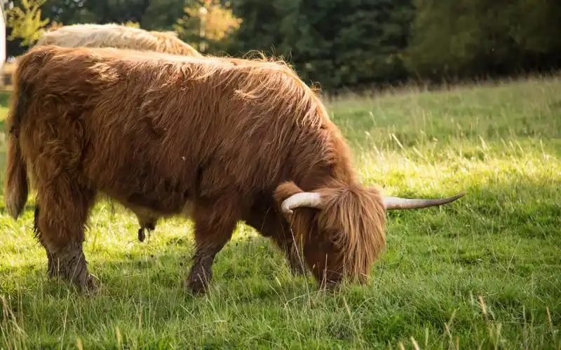 吃草的老黄牛图片素材桌面壁纸