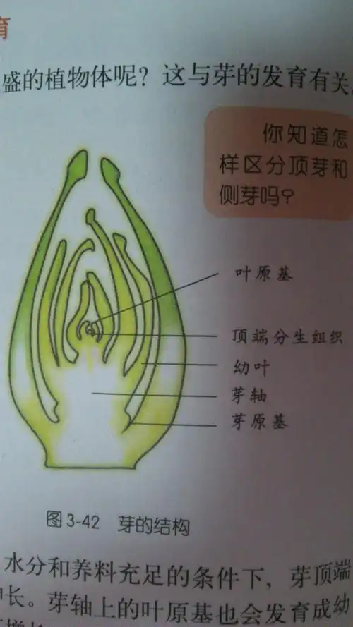 生长点词条图册_百度百科