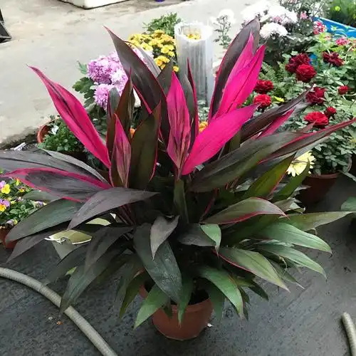 (今日6.2折)红叶朱蕉室内中大型观叶植物红叶富贵竹水培彩虹铁包邮—