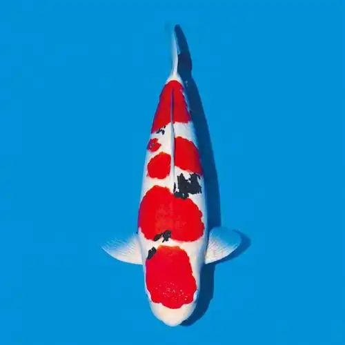 四色锦鲤##春日星能量