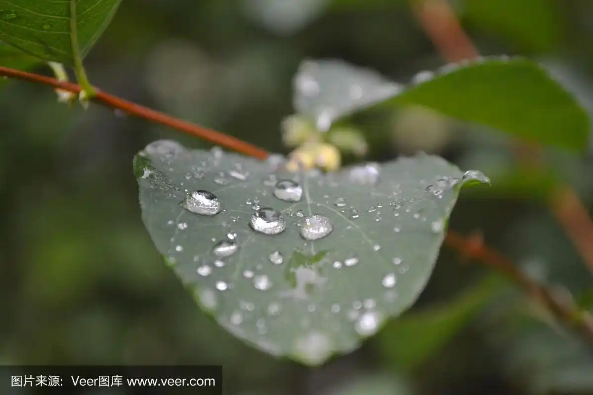 自然,玫瑰,植物的组成部分,图像,美