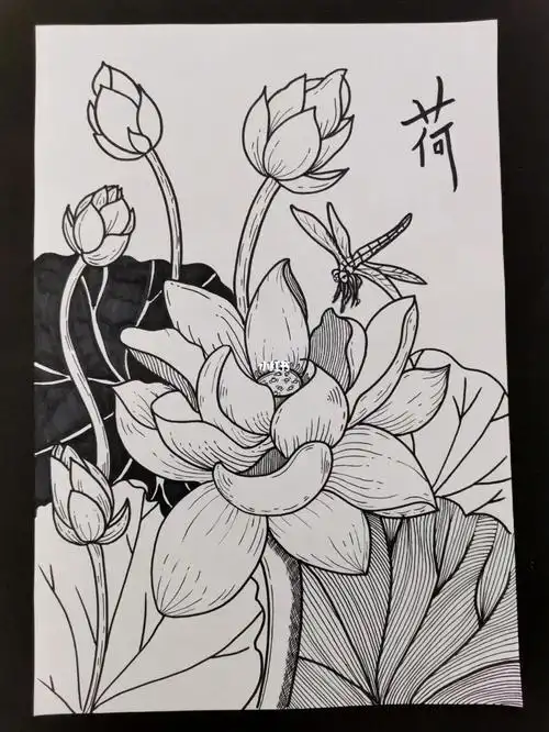 黑白线描装饰画荷花