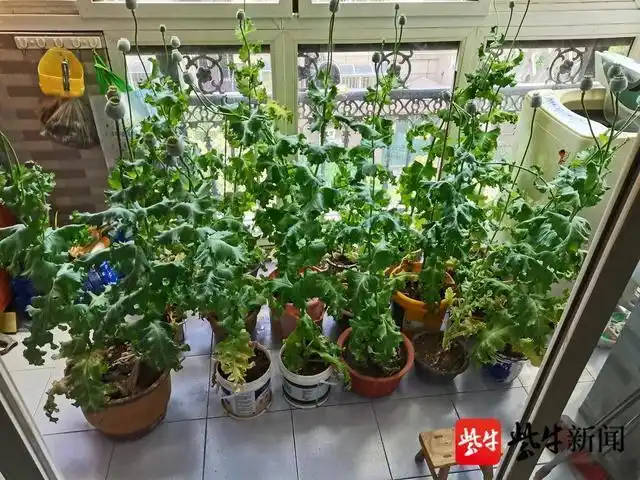 居民把罂粟当盆栽种了十几盆 民警现场铲除