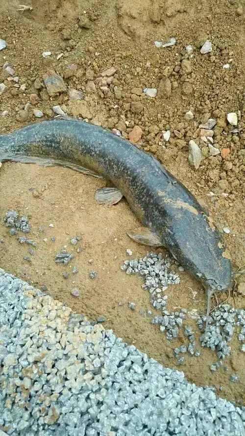 这是什么品种的鲶鱼