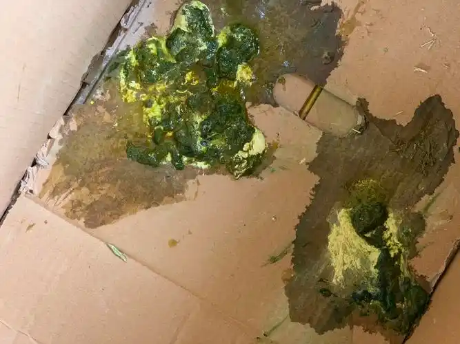 拉水粪便图片鸡拉水便图片大全鸡红黄白绿便鸡绿便图片鸡拉水便鸡 绿