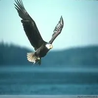 大鹏展翅微信头像【点击鼠标右键下载】