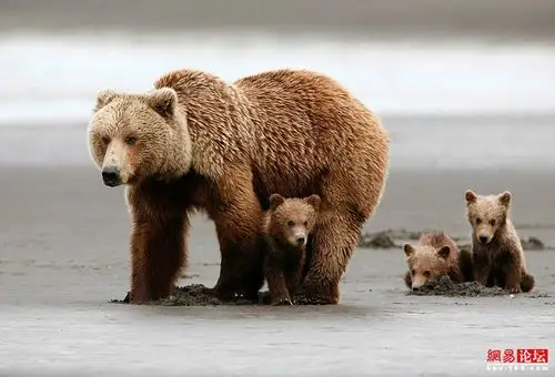 美母熊为幼崽遮风挡雨显浓浓母爱 - yk小马的日志 - 网易博客