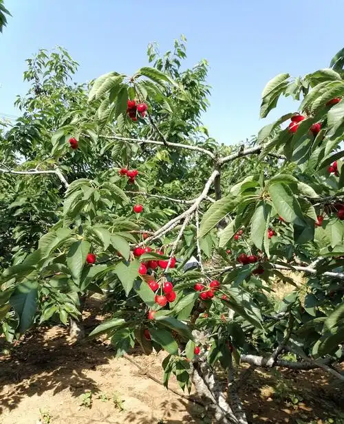 赣榆厉庄樱桃园自摘