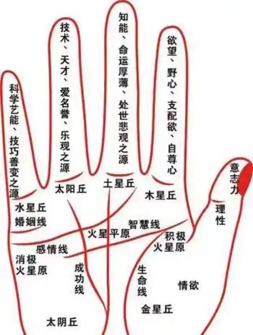 俗语"断掌一条线,富贵不相欠",表达的是什么意思?有无道理
