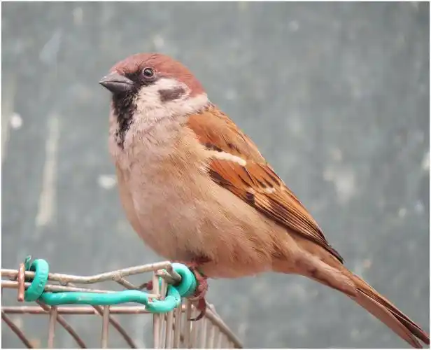 鸟类志 麻雀:是文鸟科麻雀属27种小型鸟类的统称.