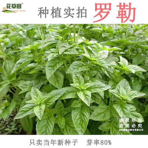 甜罗勒荆芥驱蚊香草种子花易种四季室内桌面净化空气好种易活