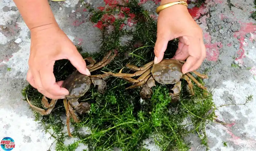 一位"能人"依靠当地得天独厚的肥田沃土好水,养殖了500亩的泉水稻花蟹