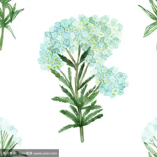 水彩手绘自然无缝图案,蓝色盛开的蓍草和绿色的枝叶孤立在白色的背景