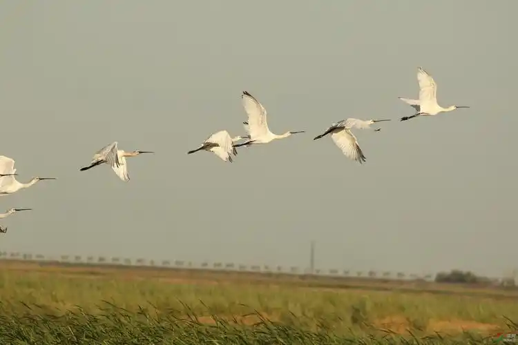 一行白鹭上青天