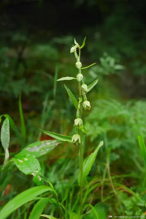 火烧兰(epipactis helleborine)