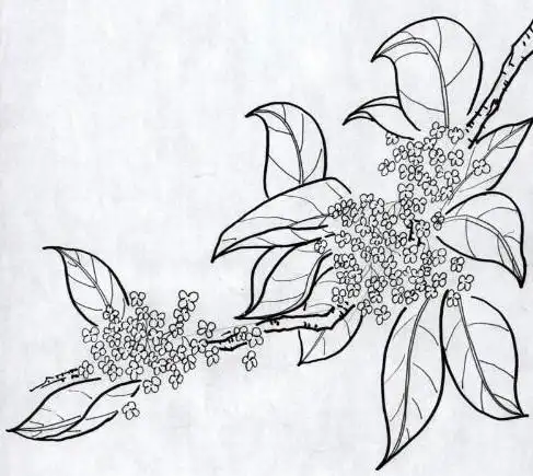 怎么画桂花(儿童简笔画)方法如下:用深色画出桂花的树枝,桂花的树枝不