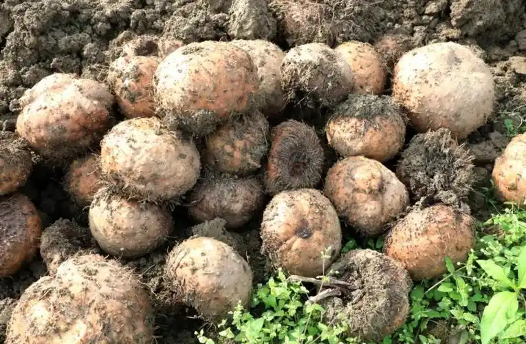 广西贵港:百亩魔芋大丰收 村民笑开颜