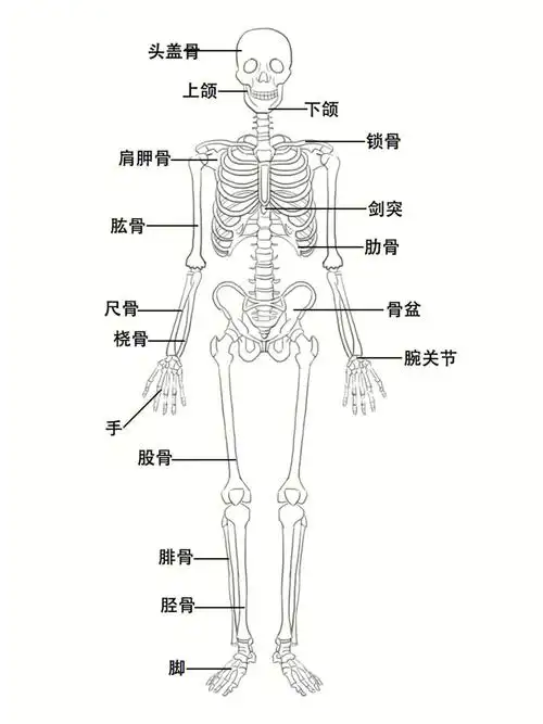 人体解剖图骨架结构