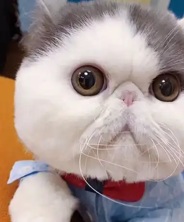 身穿一件绿色的衣服,本来挺好看的,但是看它的表情真的有点懵的模样呢