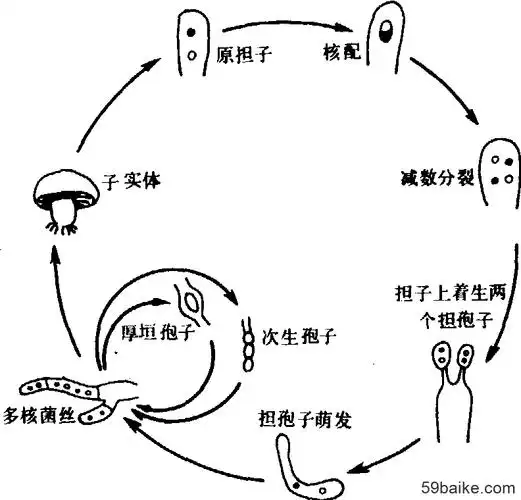 双孢蘑菇生活史