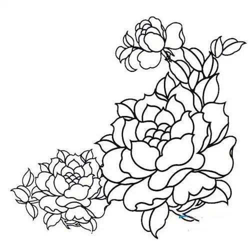 天香牡丹花简笔画五种姿态牡丹简笔画简单易学牡丹花朵简笔画画牡丹的