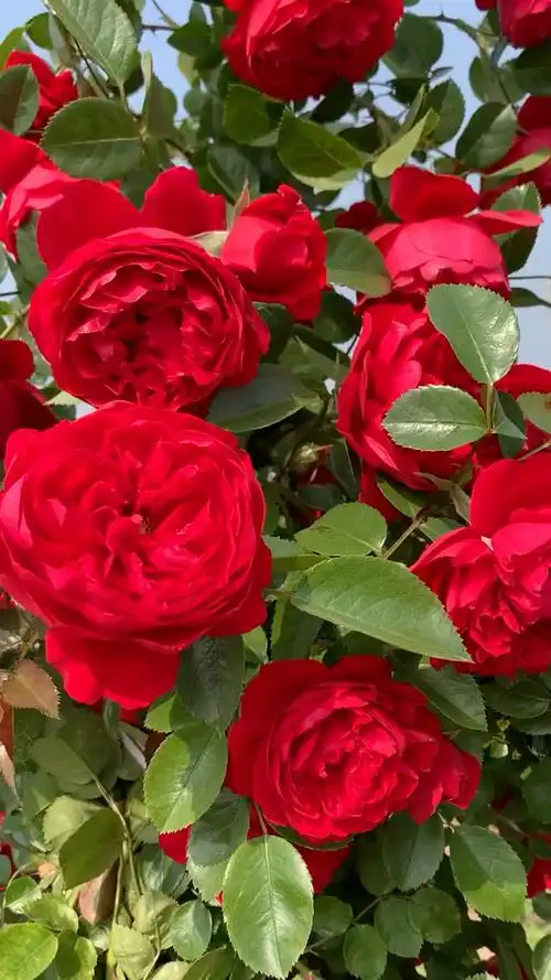 爬藤月季弗洛伦蒂娜大花浓香型