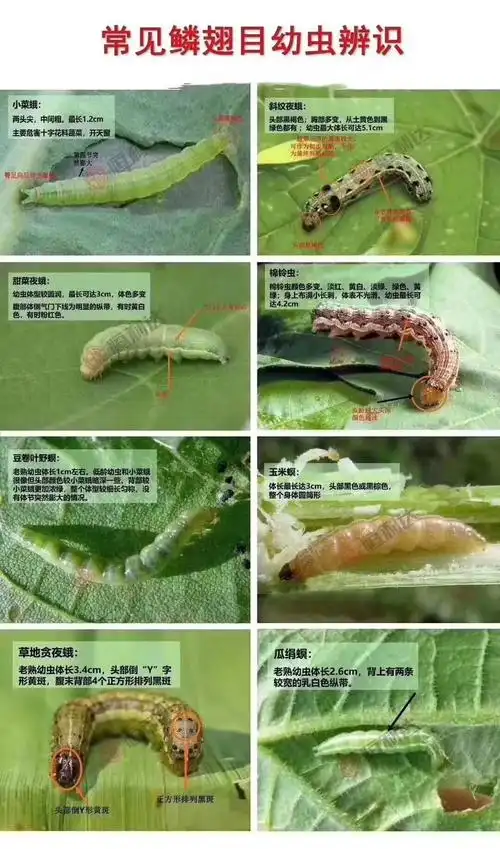 我们主要业务一直以来重心都在蔬菜区,昆明周边大棚蔬菜区连锁店经营