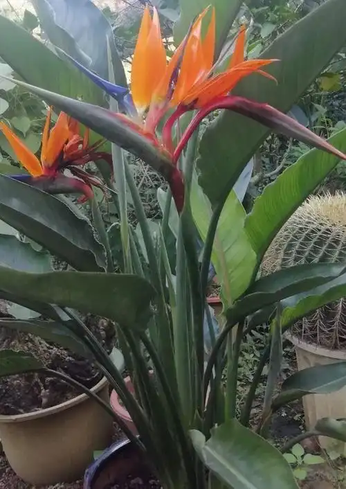 排名第一最好的镇宅树(金麒麟树)