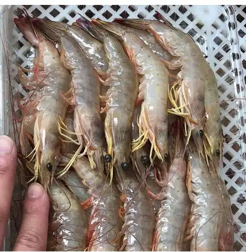 明虾大明虾海鲜海虾滑皮虾白虾水产鲜活虾大虾对虾现捕400g盒鲜源澜湾