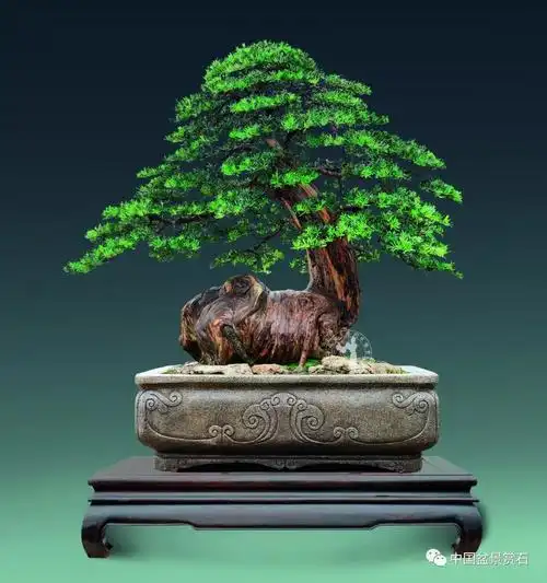 赏析吉兽罗汉松盆景作品