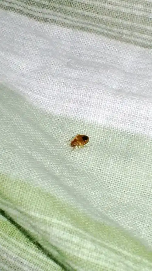 宿舍床上 墙上 爬得全是这样的虫子! 请问这是什么虫啊?