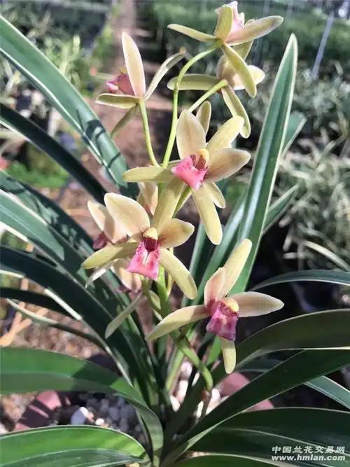 大果冠开出了贵妃的感觉-建兰篇-中国兰花交易网社区