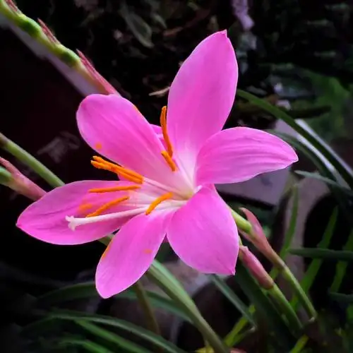 "韭莲"懒人也能养的花