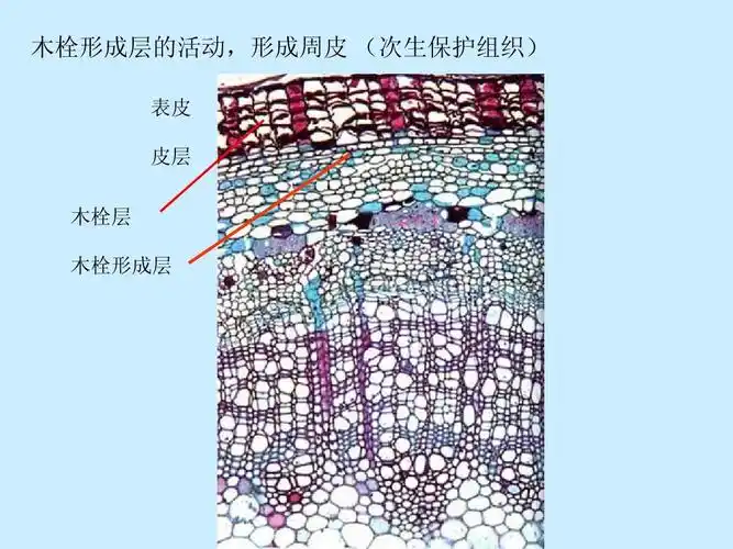 皮层 木栓层 木栓形成层