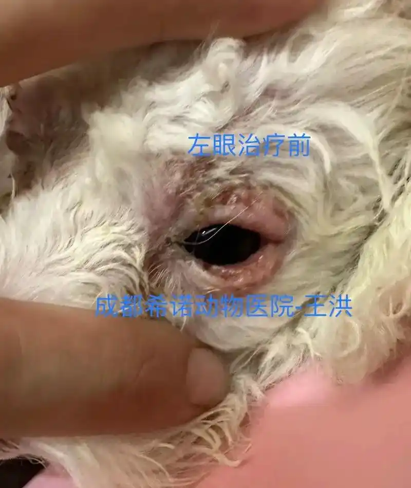 比熊犬,双眼溃烂,流脓性分泌物,以为是皮肤问题,实际是眼睛本 - 抖音
