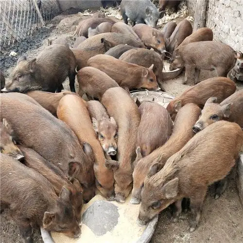 邗江3个月的野猪苗多少钱一只