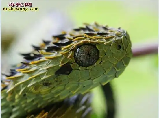 毛鳞树蝮图片,基伍树蝰图片大全_蛇的图片_毒蛇网