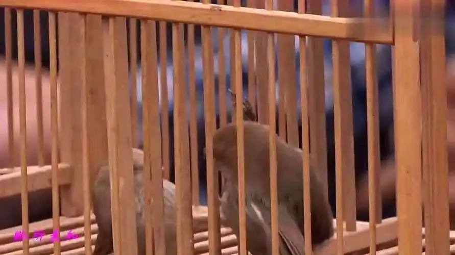 黄豆鸟公鸟叫声,黄豆鸟公母都会打架吗?-图片大观-奇异网