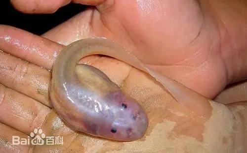 红点齿蟾:你看不见我,神奇的洞穴"透明鱼"