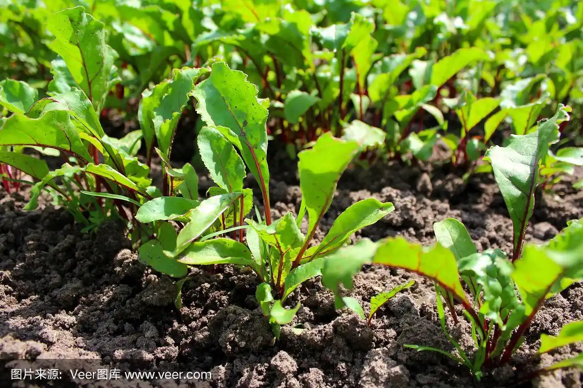 甜菜幼苗在花园里发芽